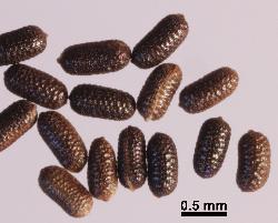 Hypericum perforatum seeds.
 © Landcare Research 2010 